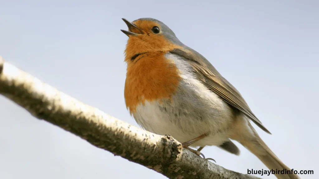 What bird looks like a robin