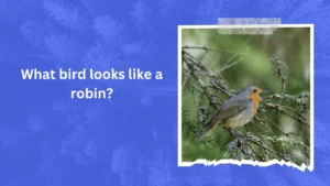 What bird looks like a robin