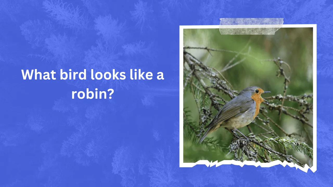 What Bird Looks Like a Robin? (Know In Detail)