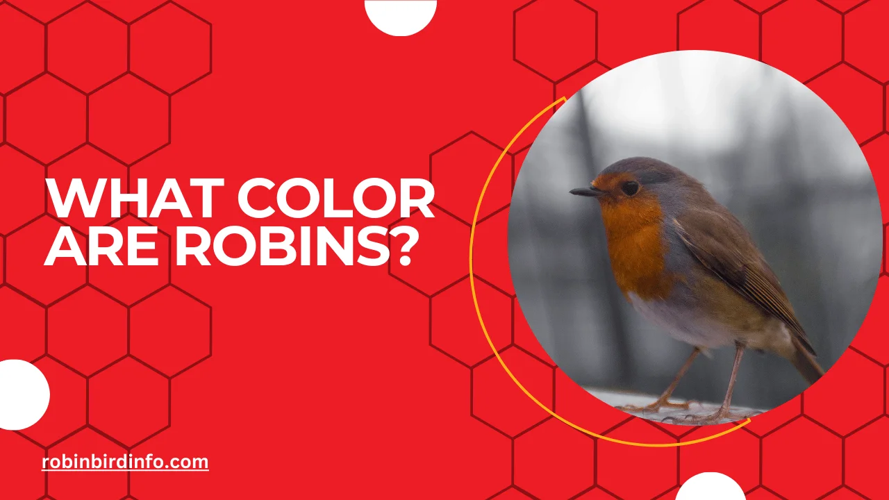 What color are robins