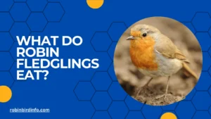 What do robin fledglings eat