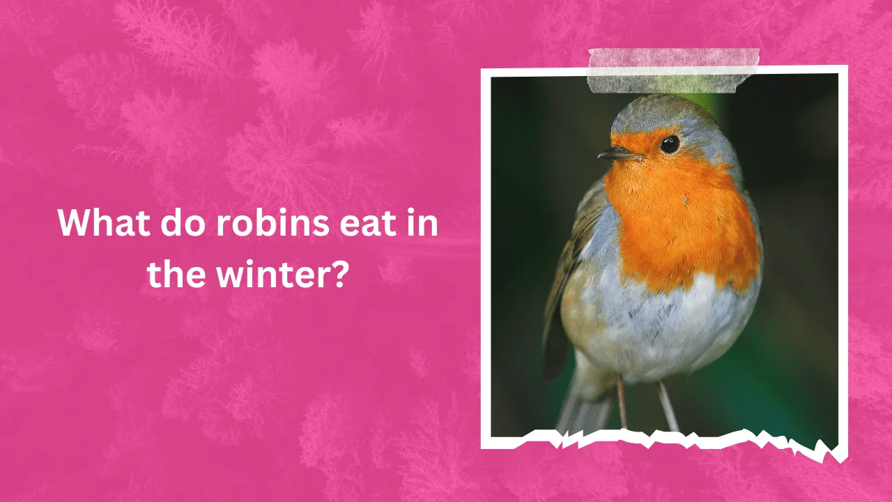 What do robins eat in the winter