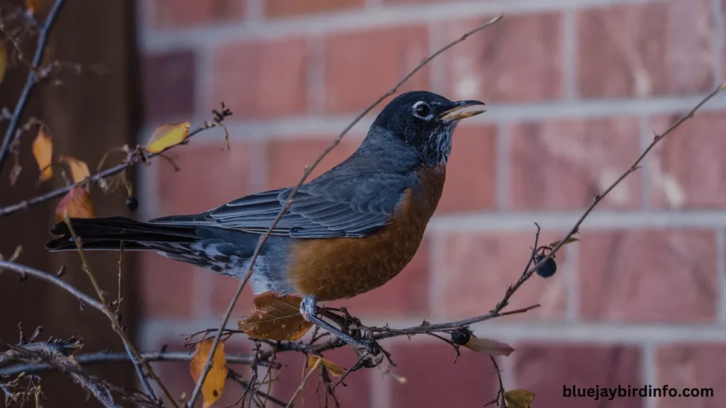 What do winter robins eat