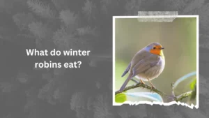 What do winter robins eat