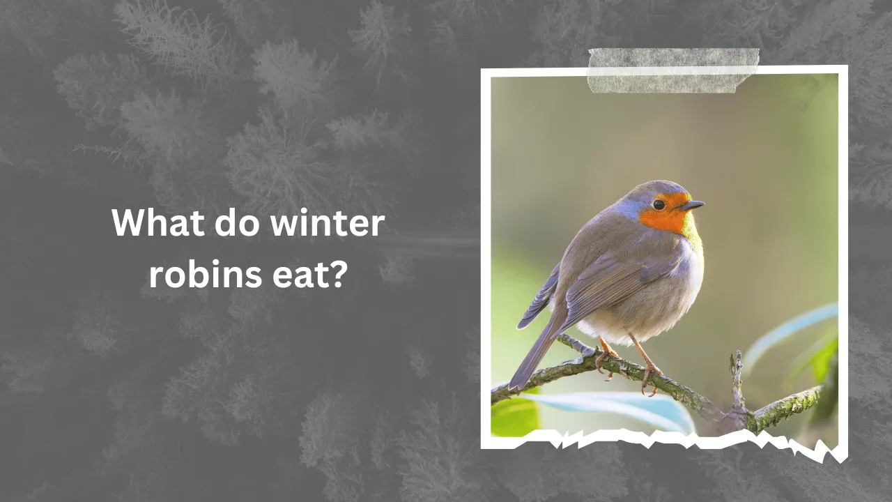 What do winter robins eat