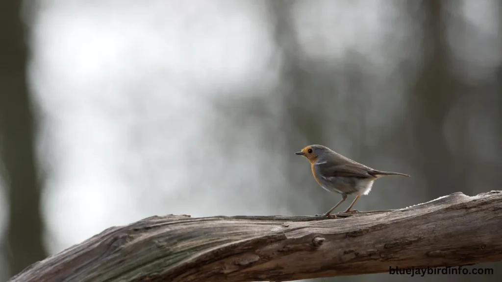 What does a baby robin look like