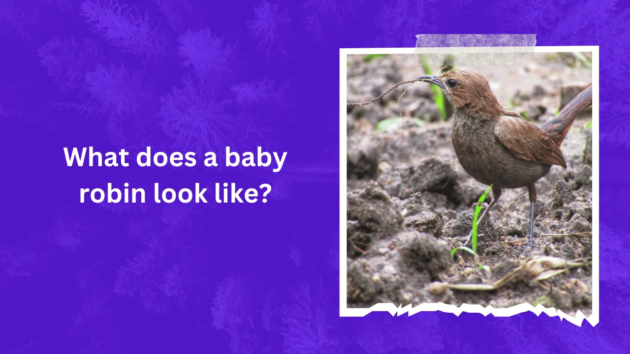 What does a baby robin look like