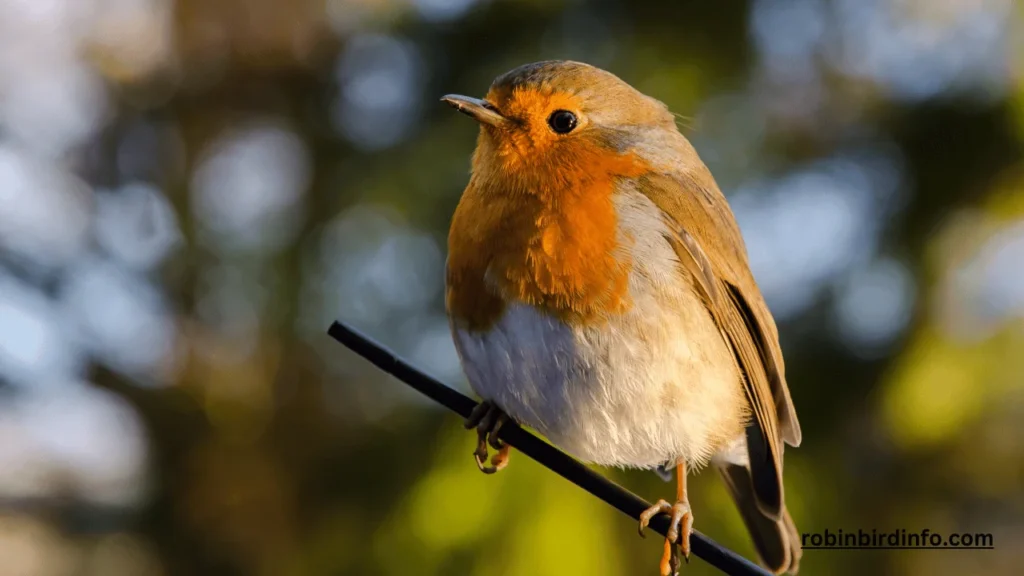 What does a juvenile robin look like