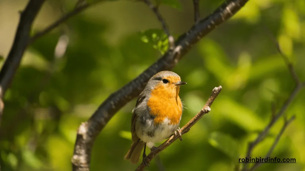 What does a pregnant robin look like