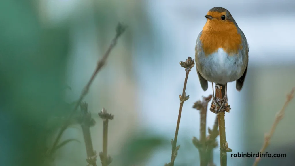 What does a robin bird mean spiritually