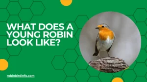 What does a young robin look like