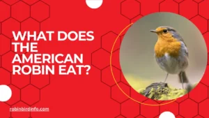 What does the american robin eat