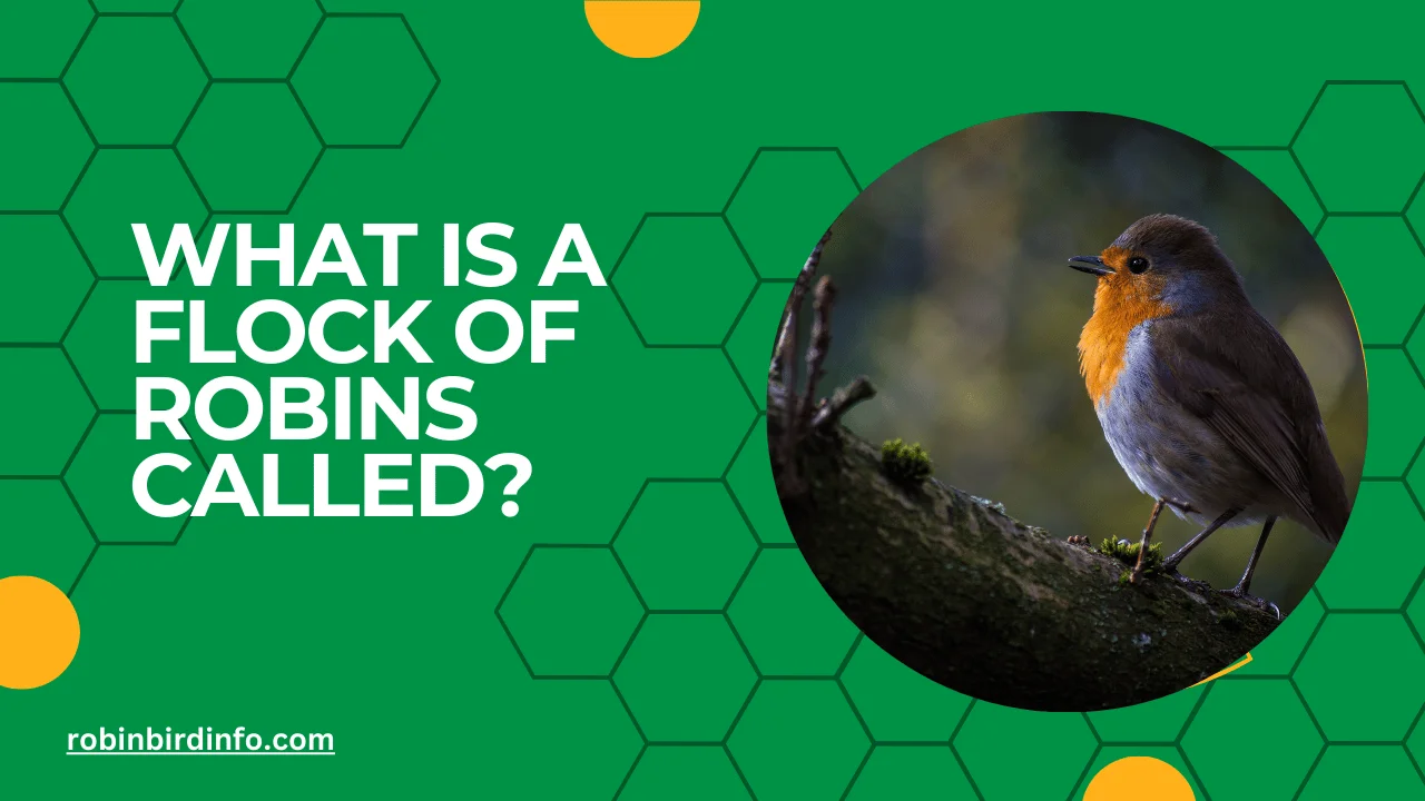 What is a flock of robins called