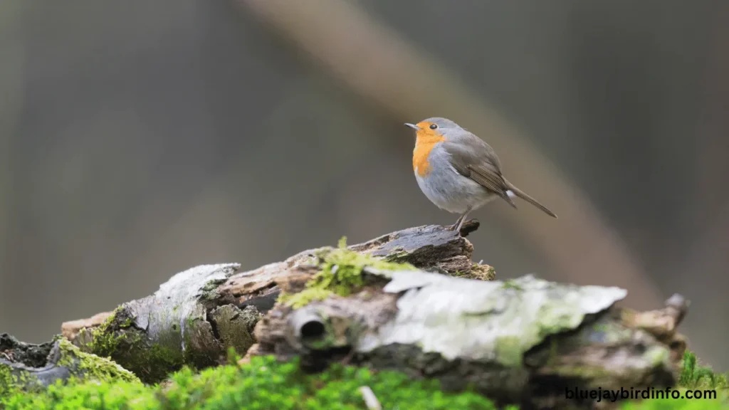 What is a group of robins called