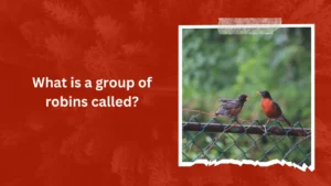 What is a group of robins called