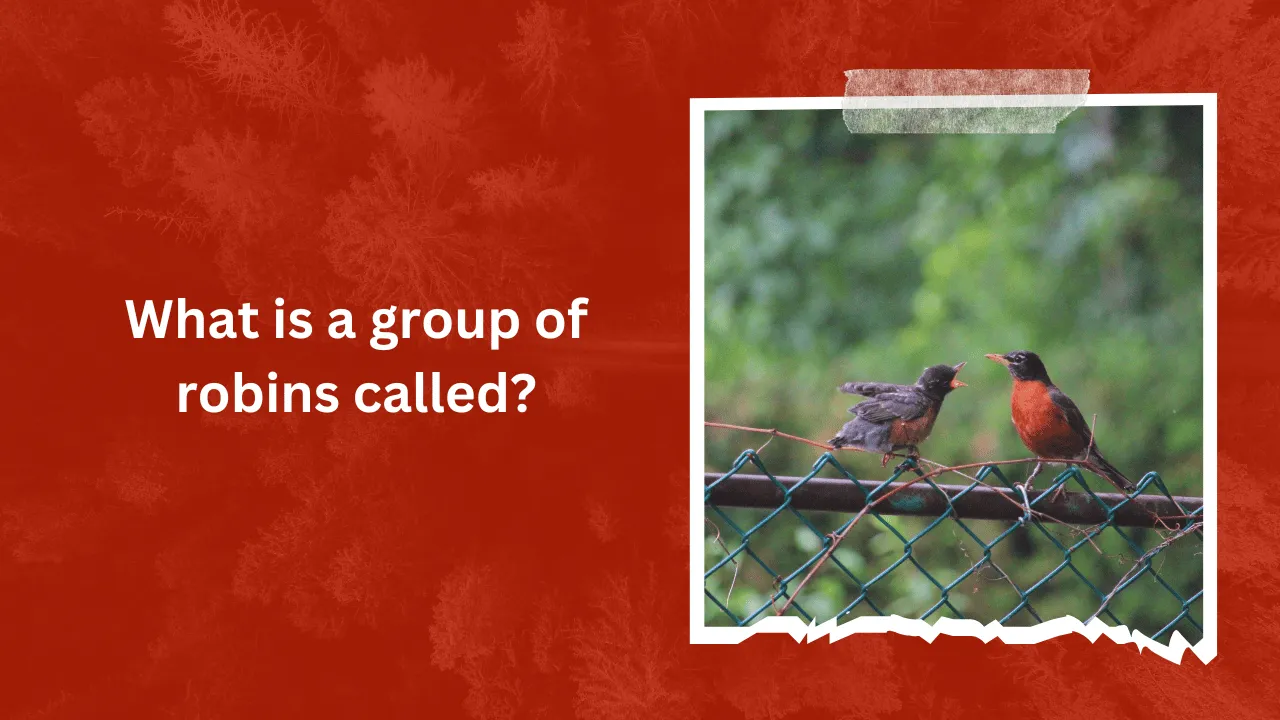 What is a group of robins called