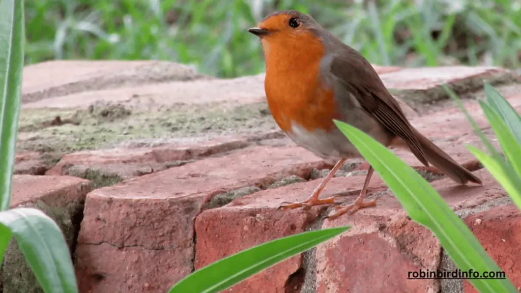 What is the difference between a male and female robin