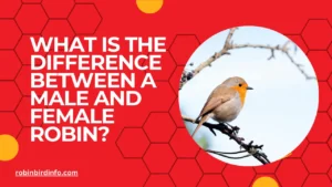 What is the difference between a male and female robin