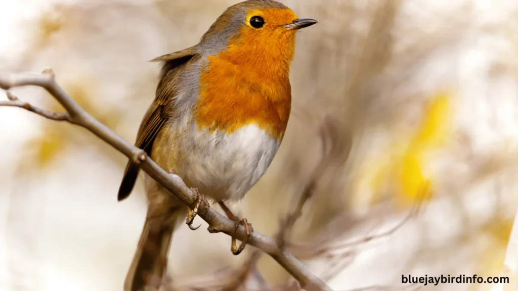 What's the difference between a red robin and a cardinal