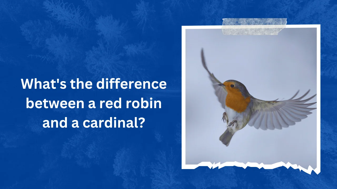 What's the difference between a red robin and a cardinal