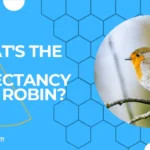 What's the life expectancy of a robin