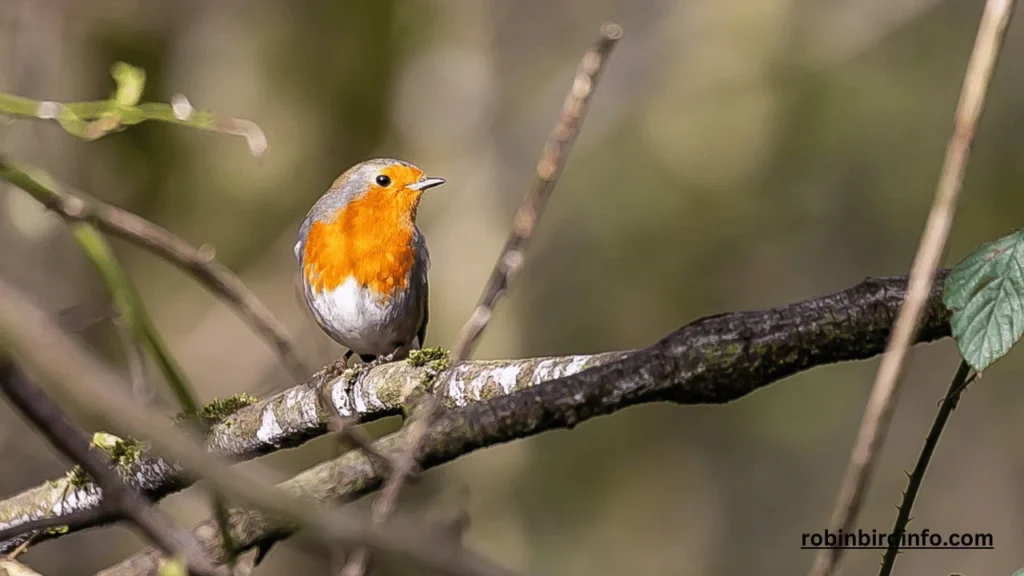 What's the life expectancy of a robin