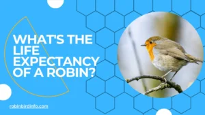 What's the life expectancy of a robin