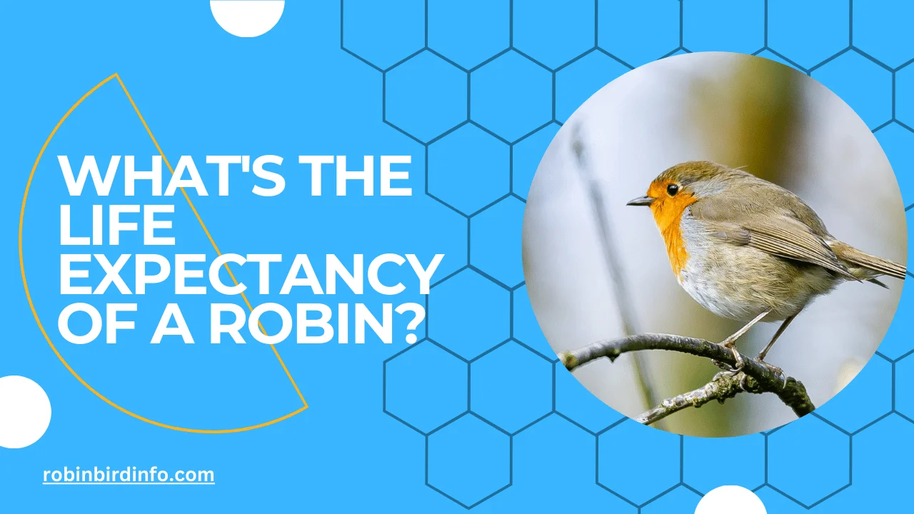 What's the life expectancy of a robin