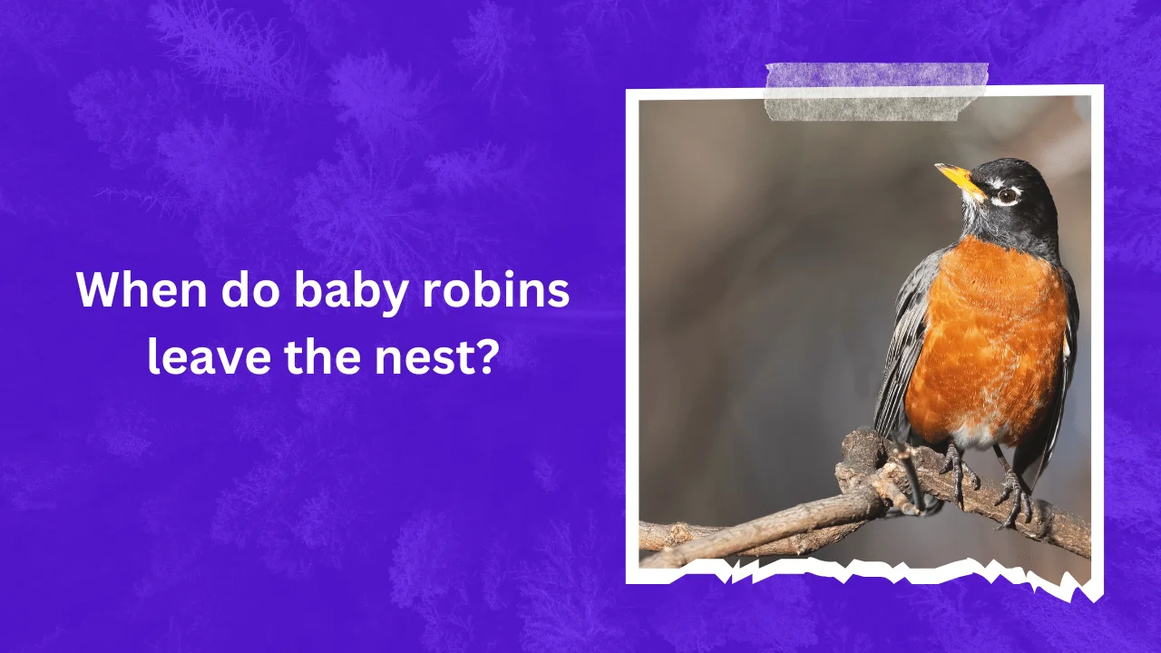 When do baby robins leave the nest