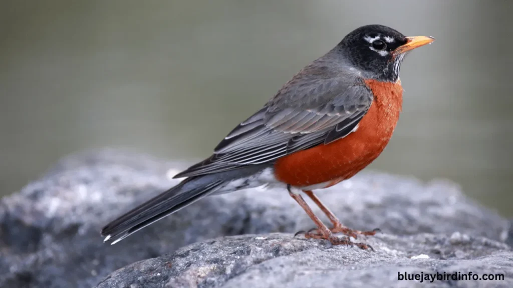 When do robins fledge