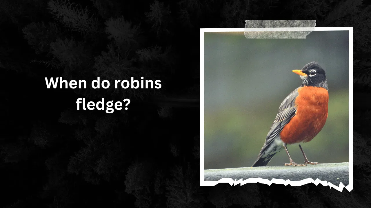 When do robins fledge