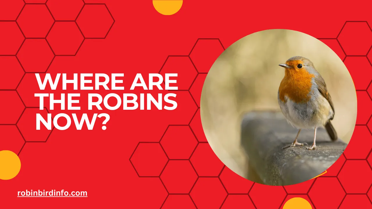 Where are the robins now