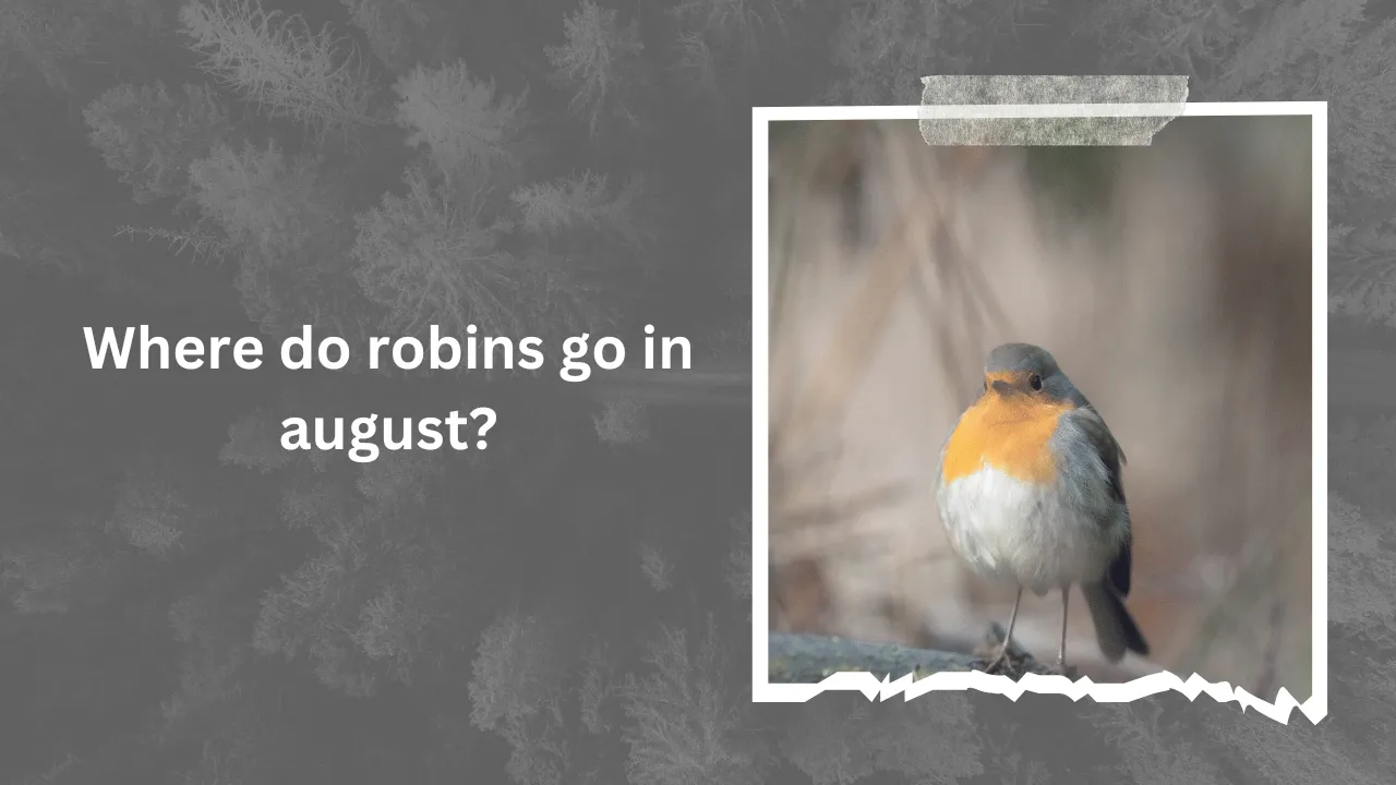 Where do robins go in august