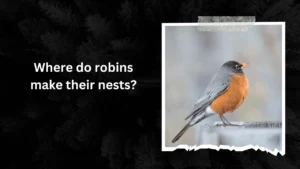 Where do robins make their nests