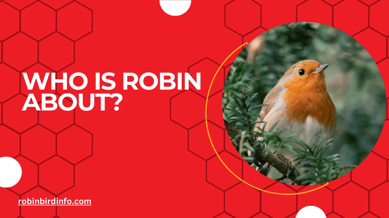 Who is robin about