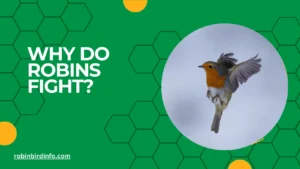 Why do robins fight