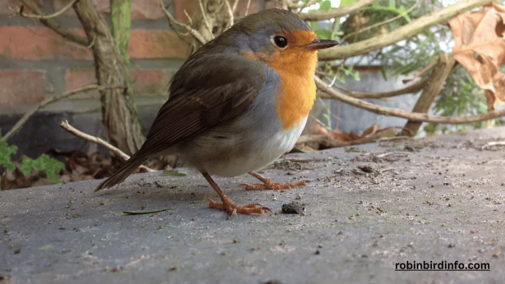 Why do robins only live 2 years