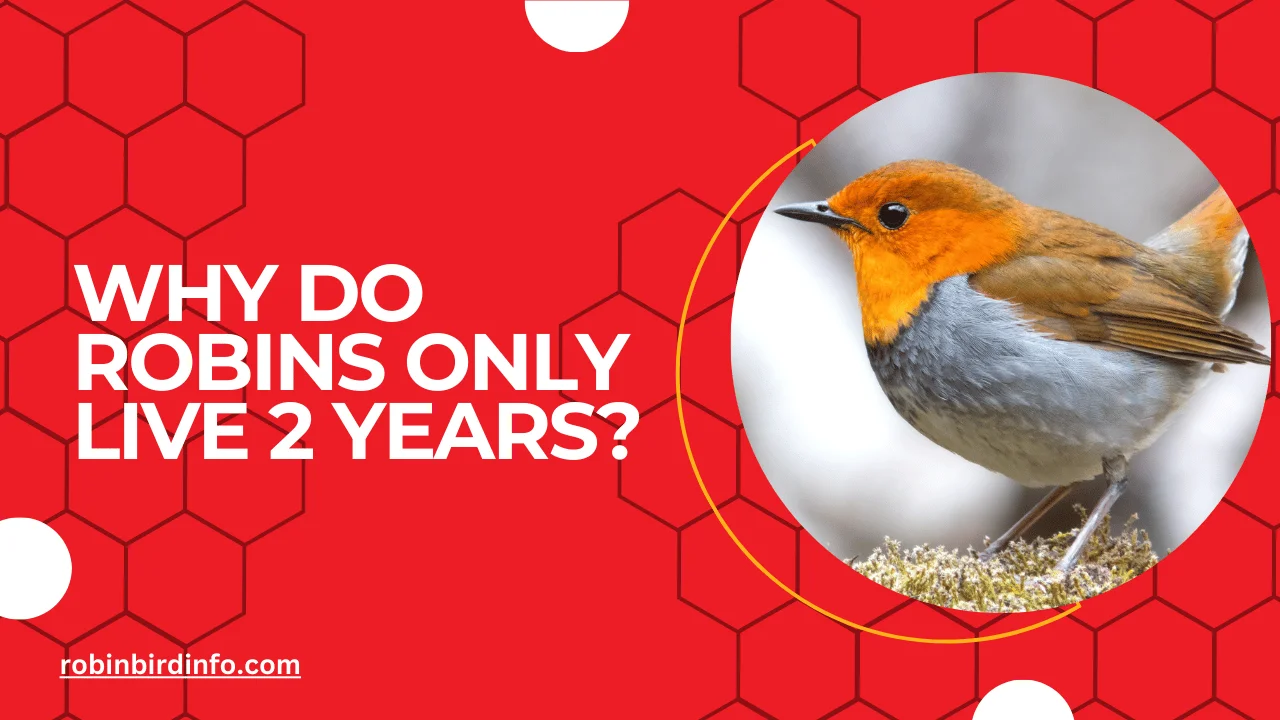 Why do robins only live 2 years