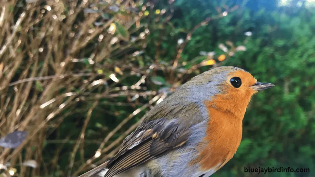 Will robins attack if you go near their nest