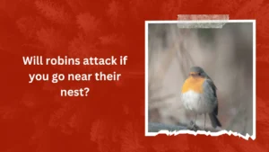 Will robins attack if you go near their nest