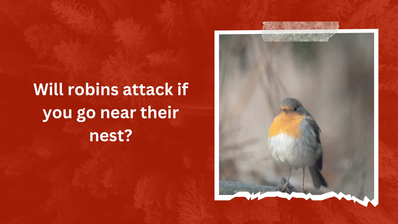 Will robins attack if you go near their nest